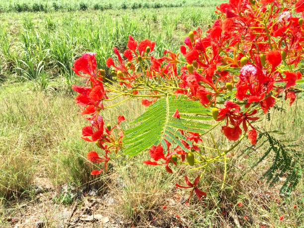 istock Twig of Red Flame Boyant Hanging on Tree 697262908
