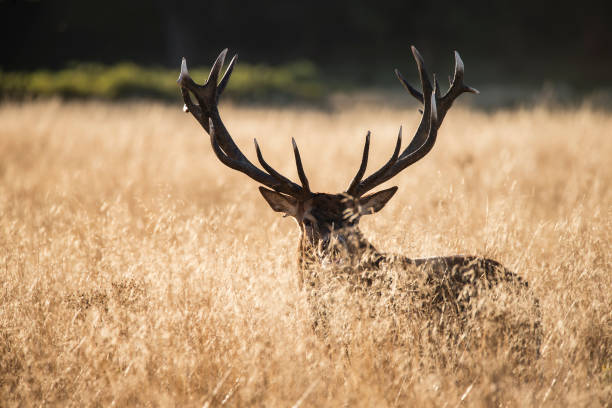 istock Majestic red deer stag cervus elaphus bellowing in open grass field landscape during rut season in Autumn Fall 697263104
