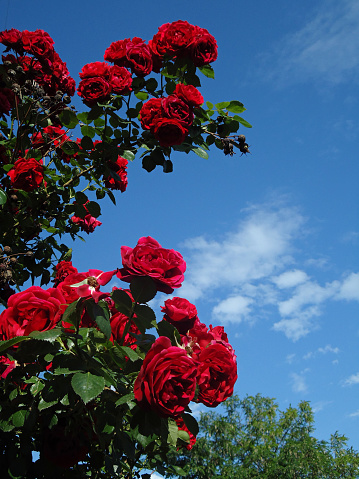 The climbing rose shrubs in spring garden. Novorossiysk roses.