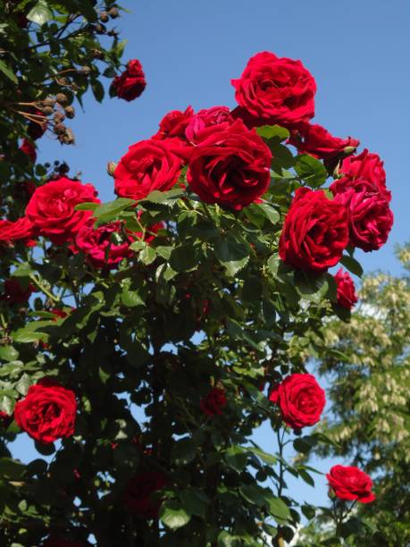 istock Red Rose Branch With Green Leaves. 697263258