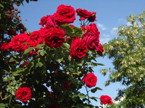 istock Red Rose Branch With Green Leaves. 697263260