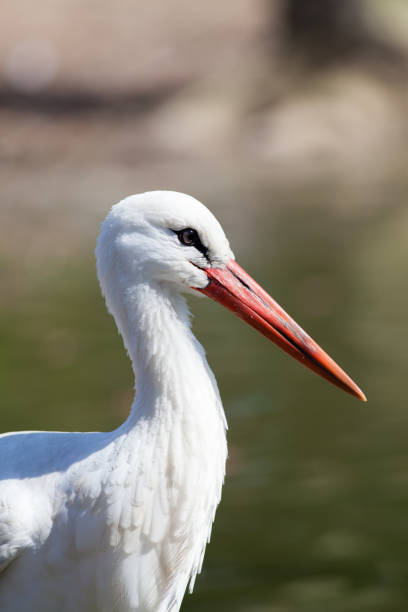 istock White stork - Ciconia ciconia - in profile with copy space 697263934