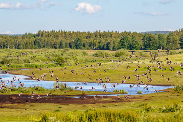 stado gęsi szarogpływających lecących nad jeziorem - sweden summer swimming lake zdjęcia i obrazy z banku zdjęć