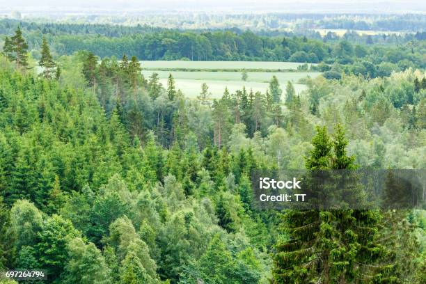 Forest View Over The Mixed Forest Stock Photo - Download Image Now - Boreal Forest, Variation, Woodland