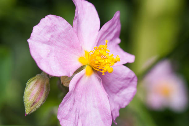 stäng upp rosa himalayan mandelblommor blommor tidigt på våren - valley view casino center bildbanksfoton och bilder