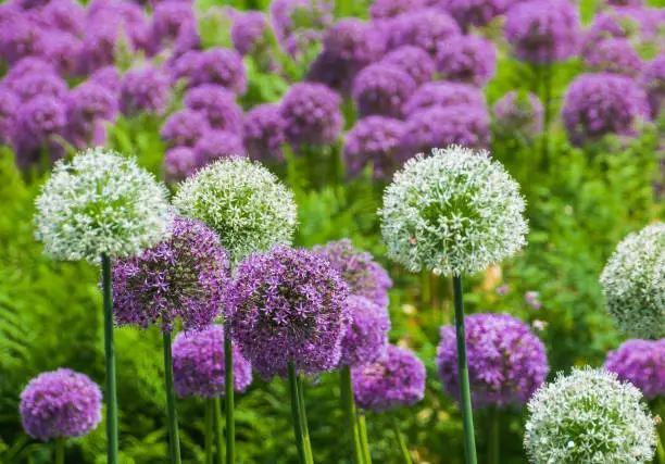 Purple and white Alliums in full bloom in a Maine garden.