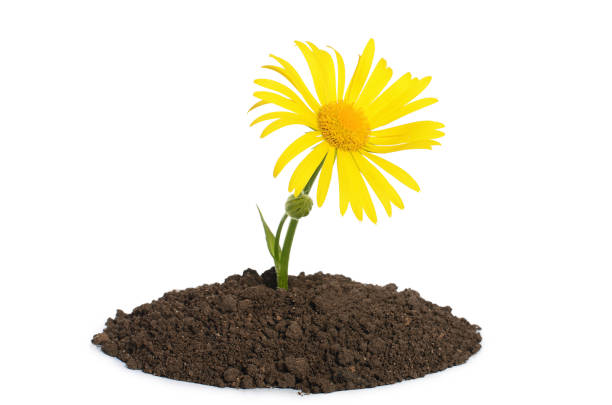 istock Yellow chamomile growing in soil isolated on a white 697274076