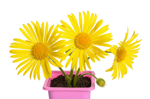 Yellow chamomile in a flower pot isolated