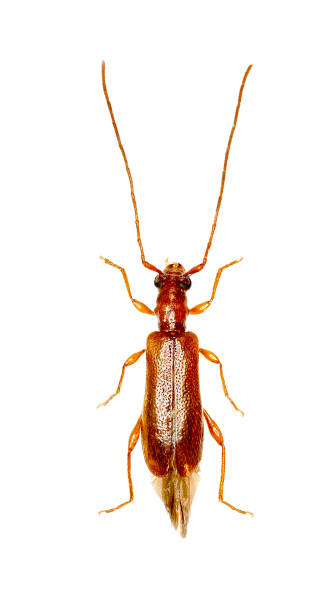 istock Brown Longhorn Beetle Obrium on white Background  -  Obrium brunneum (Fabricius 1792) 697274552