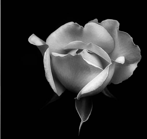 istock Young White Rose In Black and White 697274816