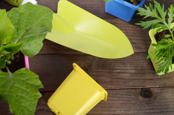 istock Plant in pot on wooden background 697275462