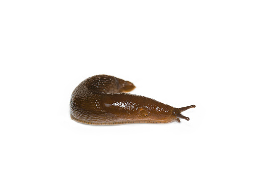 Snail in the aquarium behind the glass macro