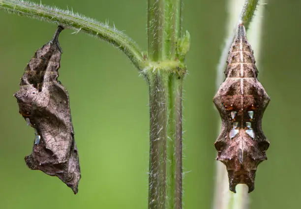 Chrysalis of insect in the family Nymphalidae, attached by a cremaster to nettle (Urtica dioica)