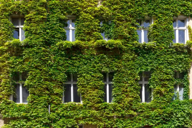 Photo of Windows in a green wall