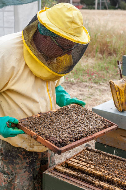 istock The beekeeper inspects the honeycomb and the hives 697289780