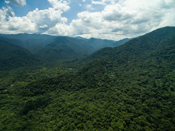 istock Aerial View of a Rainforest in Brazil 697290112