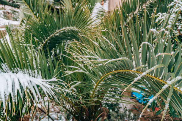 istock Snow-covered palm tree. Palm covered with snow. Winter on the co 697290200