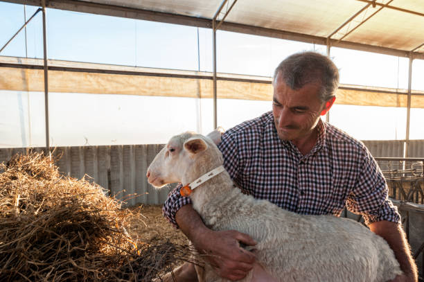 shepherd with lamb at the farm - velo casaco imagens e fotografias de stock