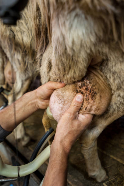 istock The shepherd milks a sheep, at the farm. 697292864