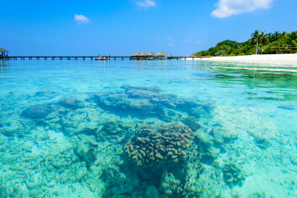 istock Fishes in the Maldivian Reef 697292890
