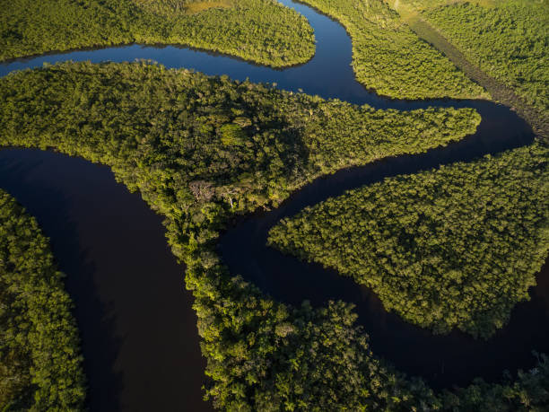 istock Aerial View of a Rainforest in Brazil 697292948