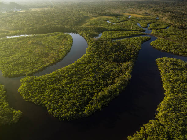 istock Aerial View of a Rainforest in Brazil 697292952