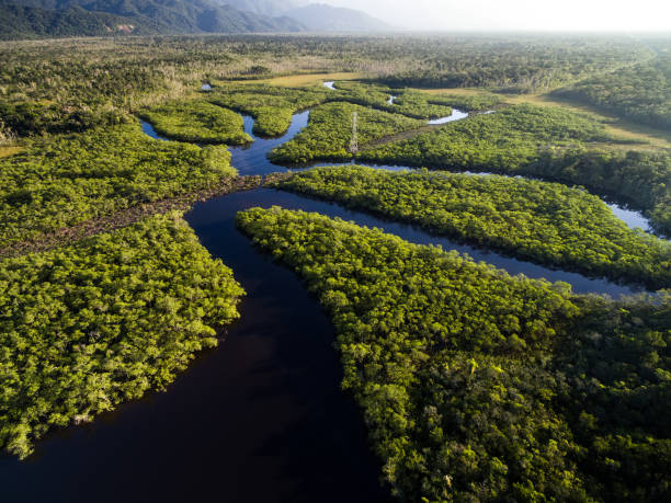 vista aérea de una selva tropical en brasil - amazonas fotografías e imágenes de stock