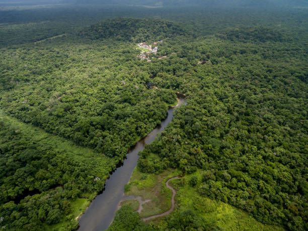 istock Aerial View of a Rainforest in Brazil 697293000