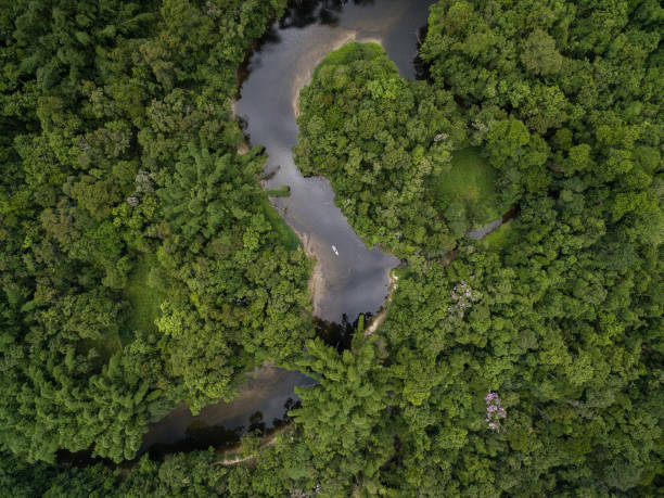 istock Aerial View of a Rainforest in Brazil 697293002