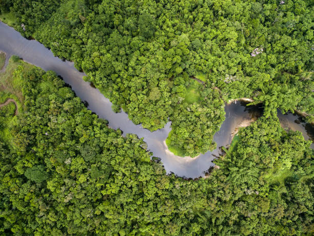istock Aerial View of a Rainforest in Brazil 697293010