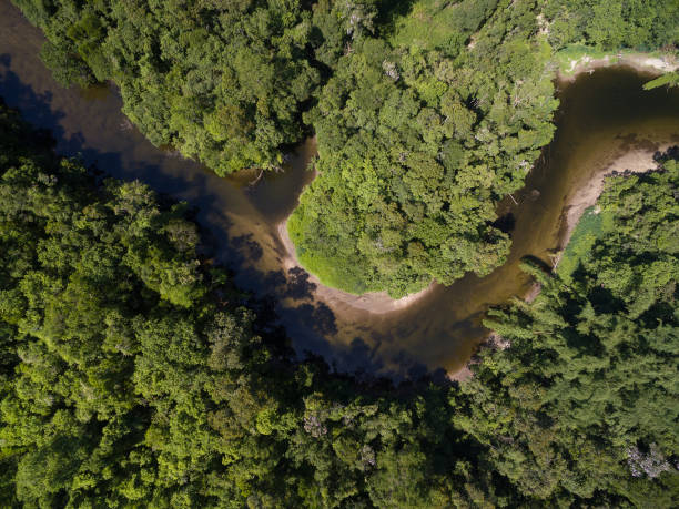 istock Aerial View of a Rainforest in Brazil 697293238