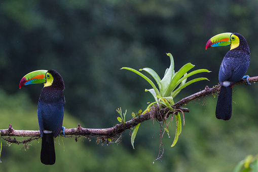 Two Keel-billed toucan, Ramphastos sulfuratus in rainfall sitting in a tree, at Laguna del Lagarto, Boca Tapada, San Carlos, Costa Rica