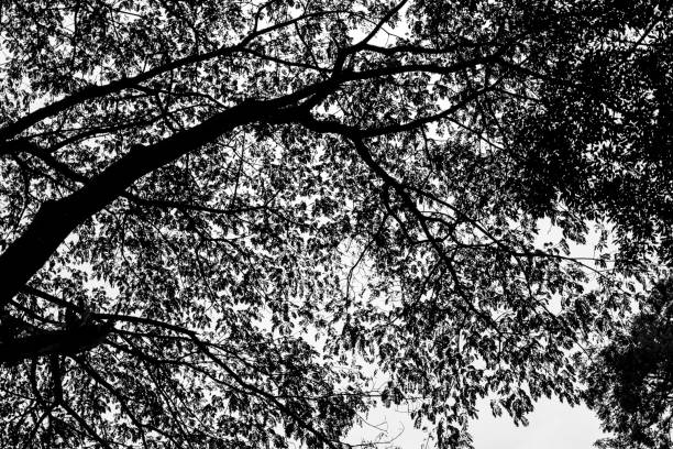 a silhouette of branch and tree