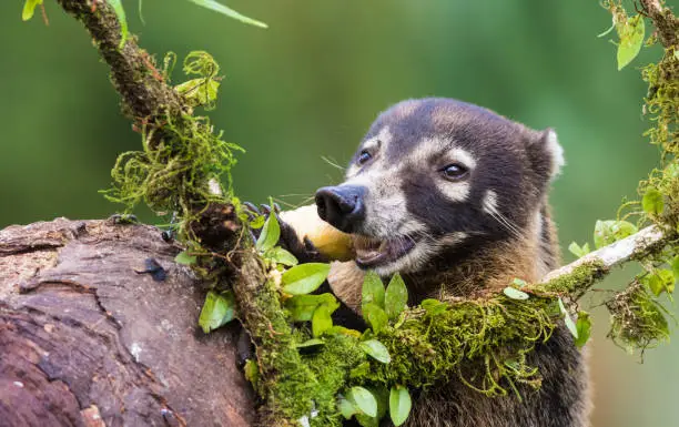 White-nosed coati, Nasua narica up in a tree eating banana having a banana in his mouth at Laguna del Lagarto, Boca Tapada, San Carlos, Costa  Rica