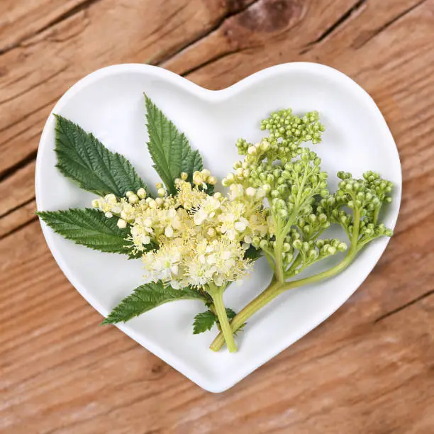 Homeopathy and cooking with medical plants, meadowsweet.