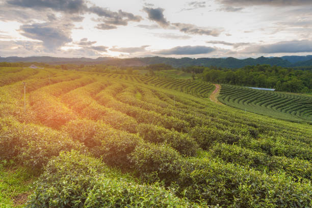 istock Tea plantaion field over high hill sunset tone 697298664