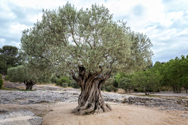 istock Old olive tree in southern Europe 697298936
