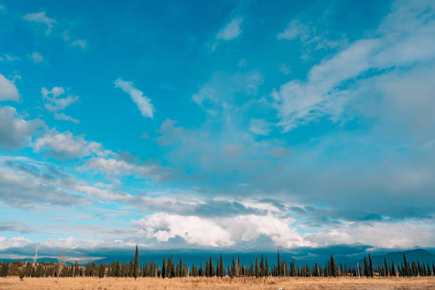 Forest skyline sky. A thin strip of forest on the sky background.