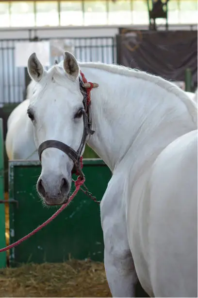 White horse in a stall. The horse has a halter which is buckled around his head. A lead rope is also visible. Selective focus.