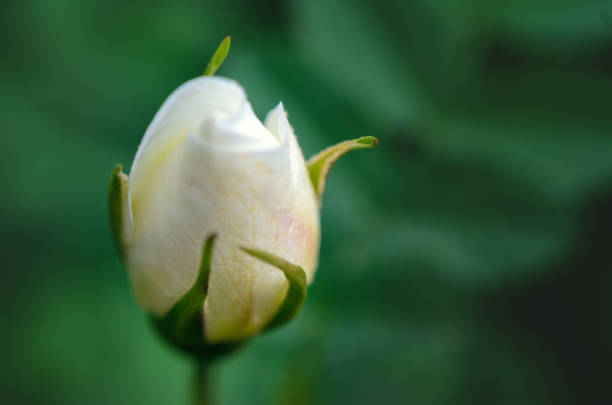 closed white rose flower - picket line fotos imagens e fotografias de stock