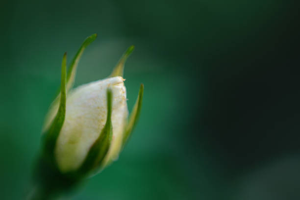 closed white rose flower - picket line fotos imagens e fotografias de stock