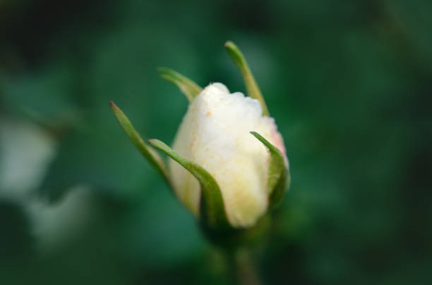 closed white rose flower - picket line fotos imagens e fotografias de stock