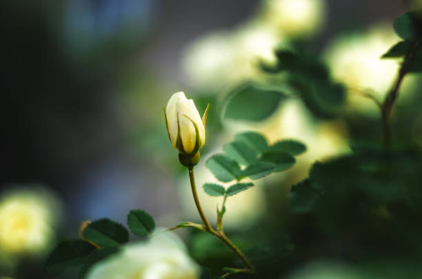 закрытый цветок белой розы - picket line фотографии стоковые фото и изображения
