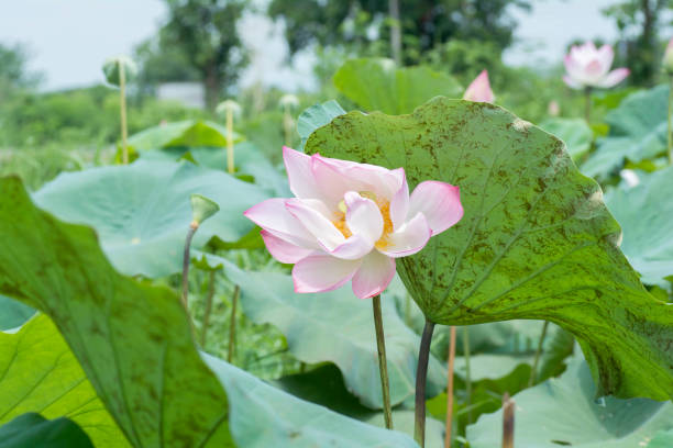 istock Pink Lilies bloom in the pond 697301940