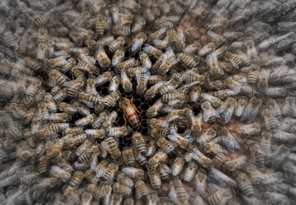 A multitude of bees surround the queen bee in the beehive
