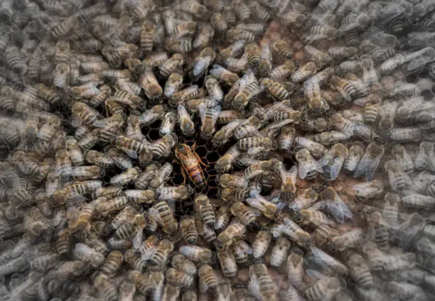 Photo of The queen bee surrounded by a swarm of bees