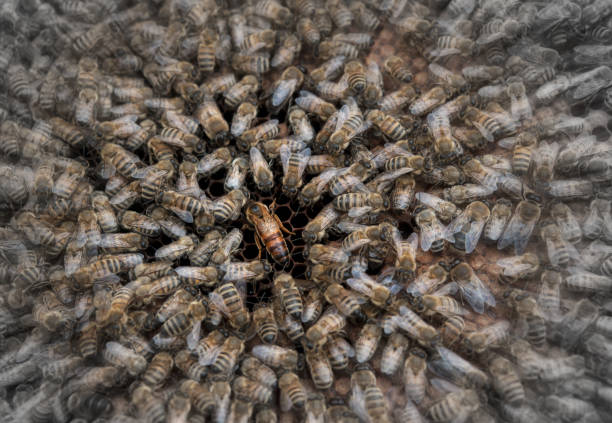 królowa pszczoła otoczona rojem pszczół - queen bee zdjęcia i obrazy z banku zdjęć