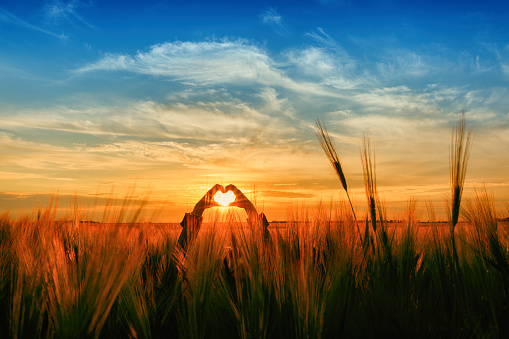 sunset or sunrise girl shows her hands a silhouette of the heart on the background of ears of corn field and sky