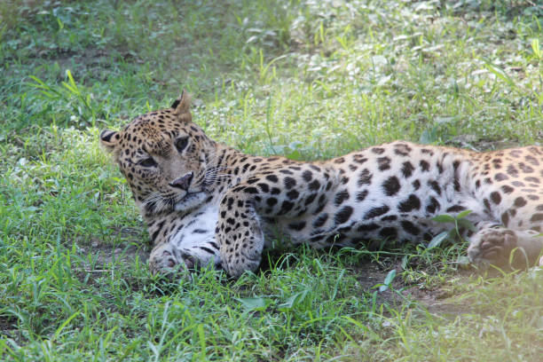 istock Portrait of a Panther. 697308752