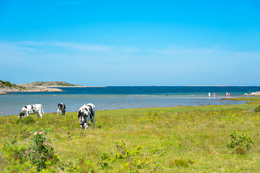 Swedish black and white cows grazing on a coastal meadow. People on the beach in the background.
